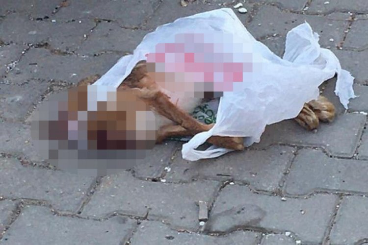 Kafası kesilmiş k&ouml;pek &ouml;l&uuml;s&uuml; bulundu