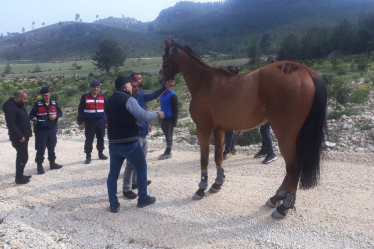 Sahibinin elinden ka&ccedil;an 100 bin liralık yarış atını jandarma buldu