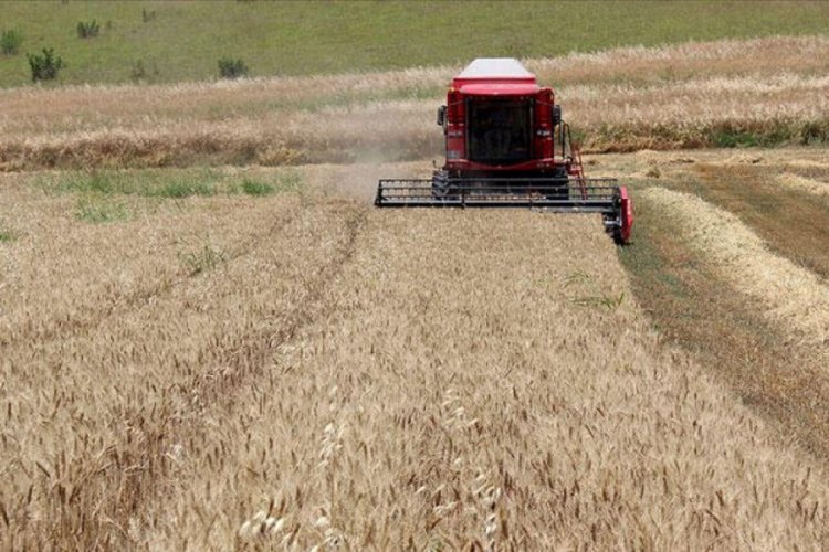 TMO 175 bin ton buğday aldı