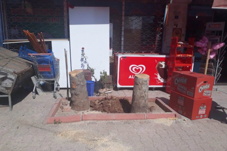 Ağa&ccedil; kesen market sahibine 784 lira ceza