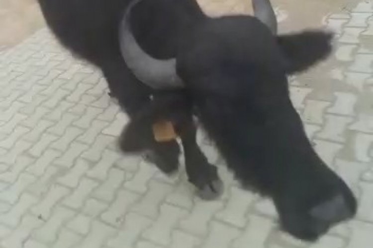 Bursa'da anne mandanın yavru sevgisi