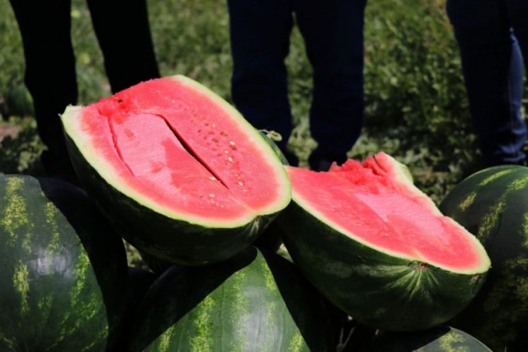 İran'dan T&uuml;rkiye'ye kayıt dışı karpuz giriyor iddiası