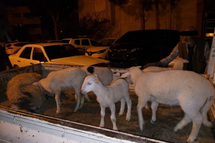 &Ccedil;ift&ccedil;inin koyunlarını gasp eden 5 kişi tutuklandı
