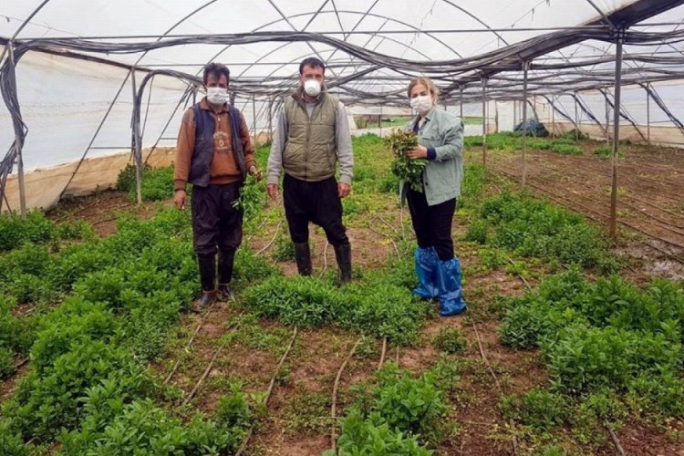 Tarımsal &uuml;retim devam ediyor