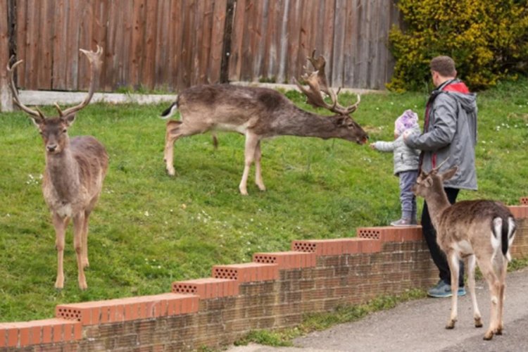 Londra sokaklarını bu kez geyikler bastı