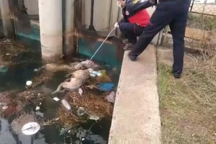 Kanaldaki k&ouml;pek boğulan arkadaşını kurtarmaya &ccedil;alıştı