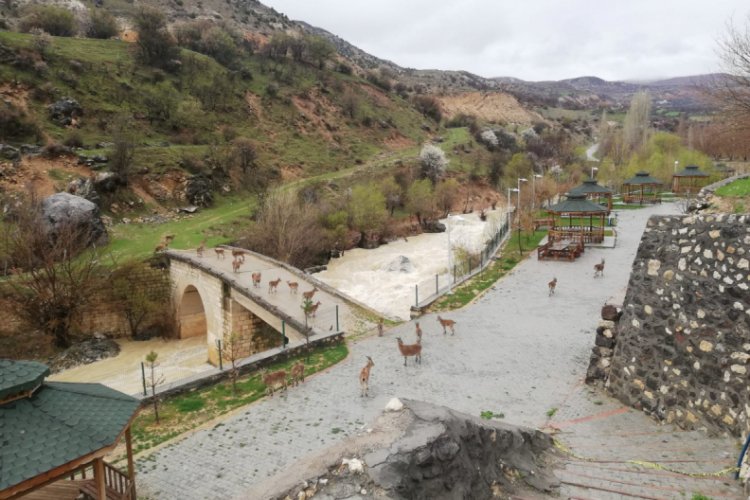 Vatandaşlar evlerine &ccedil;ekildi, yaban ke&ccedil;ileri parka indi