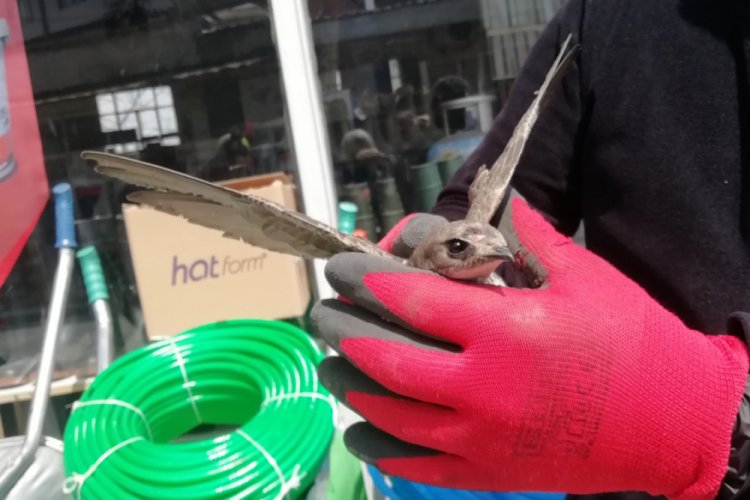 Bina &ccedil;atısına sıkışan ebabil kuşunu esnaf kurtardı