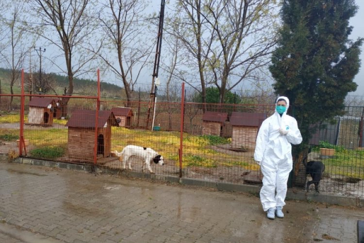 Tarım ve Orman Bakanlığı sokak hayvanları i&ccedil;in harekete ge&ccedil;ti