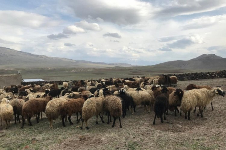 S&uuml;t kuzularının anneleriyle renkli buluşması