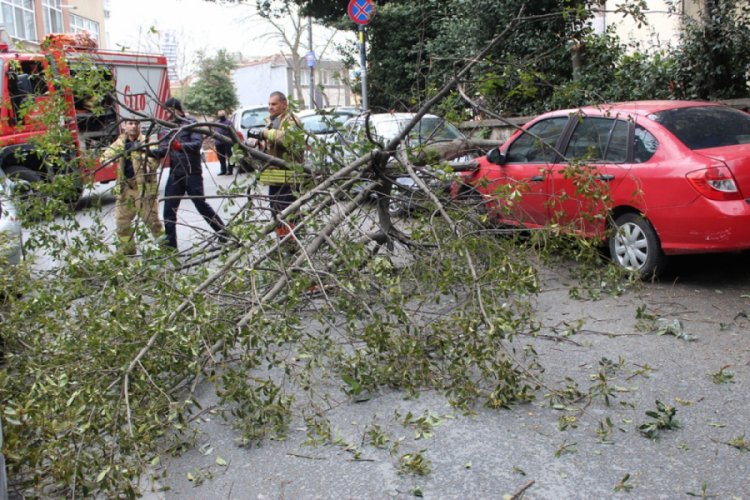 Park halindeki aracın &uuml;zerine ağa&ccedil; devrildi