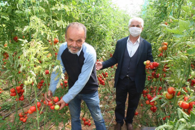 Mersin'de domatesler dalında kaldı