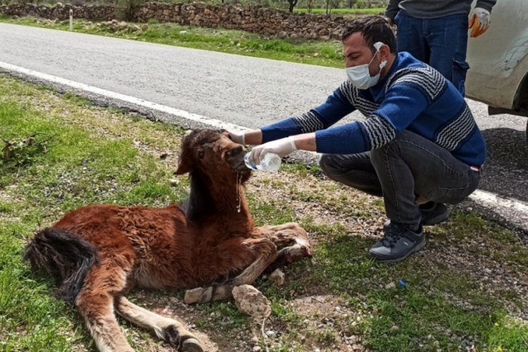 &Ccedil;arptığı tayı bırakıp yoluna devam etti