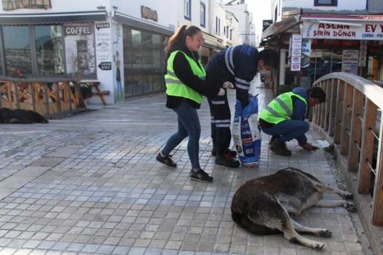 Sokak hayvanlarına 11 bin kilo mama dağıtıldı