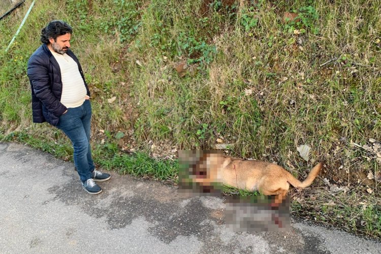 Bursa'da otomobiliyle gelip, sokak k&ouml;peklerine ateş a&ccedil;an saldırgan aranıyor