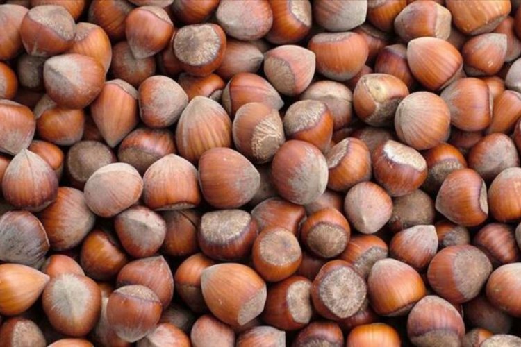 Fındık ve mamulleri ihracatı martta y&uuml;zde 53,3 arttı