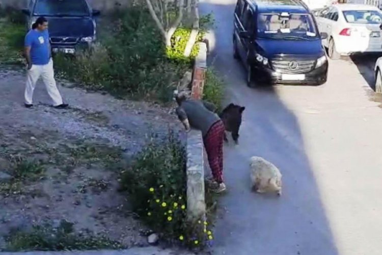 Bodrum'da yaban domuzu g&ouml;r&uuml;nt&uuml;lendi