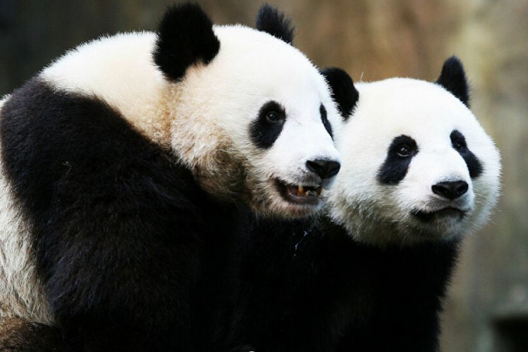 Kapatılan hayvanat bahçesindeki pandalar ilk kez çiftleşti