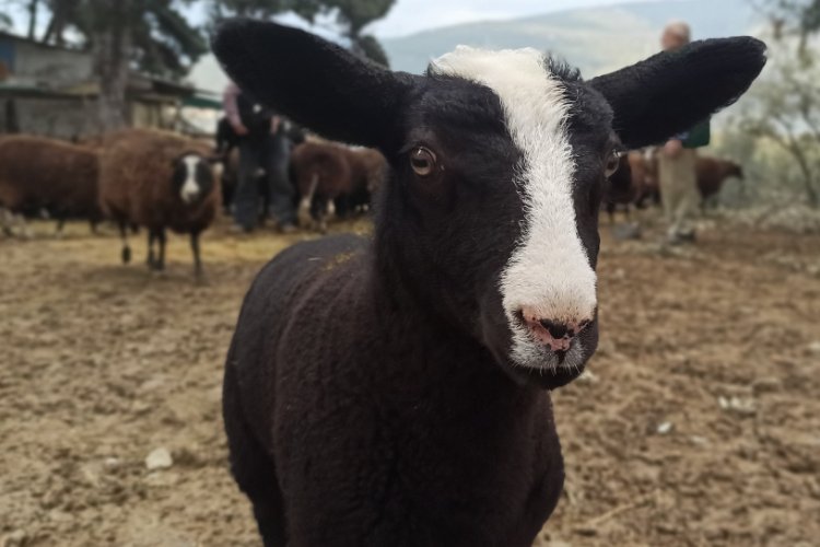 Bursa'da ana kuzuları b&ouml;yle g&ouml;r&uuml;nt&uuml;lendi