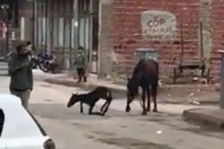 Bursa'da at, sokak ortasında doğum yaptı