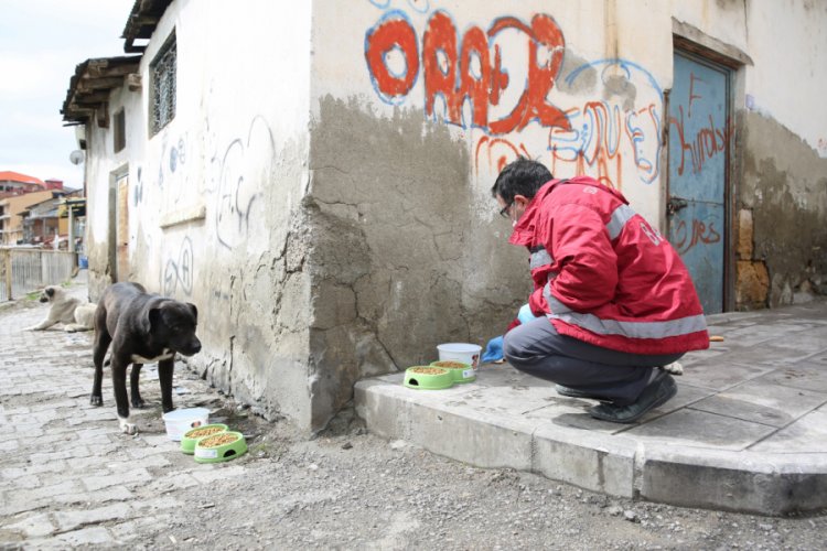 Sokak hayvanları i&ccedil;in mama, yiyecek ve su bırakıldı