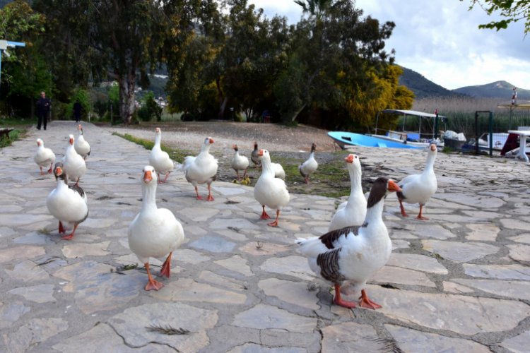 Sakin şehir &ouml;rdeklere kaldı