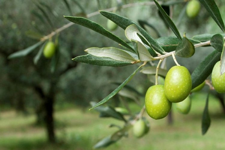 İzinsiz kesilen 600 zeytin ağacı i&ccedil;in 110 bin lira para cezası