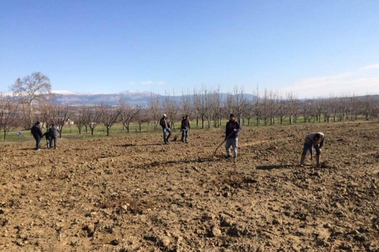 Mersin, kayısı &uuml;retimini her ge&ccedil;en yıl arttırıyor