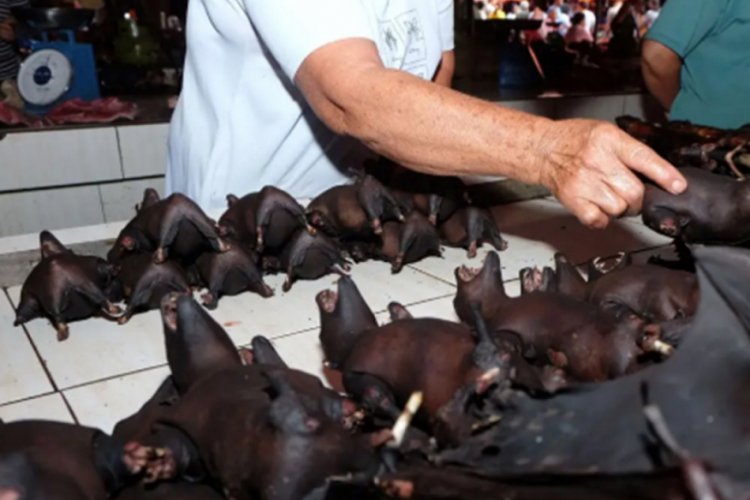 Doğal hayatın talan edilmesi zoonotik hastalıklara neden oldu