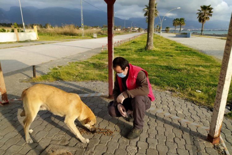 Sokak hayvanlarına yiyecek ve mama desteği