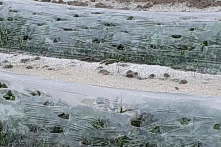 Yağan dolu ekili tarım arazilerine zarar verdi