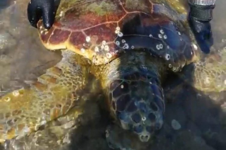 Deniz kaplumbağası halatlara dolanmış halde bulundu!