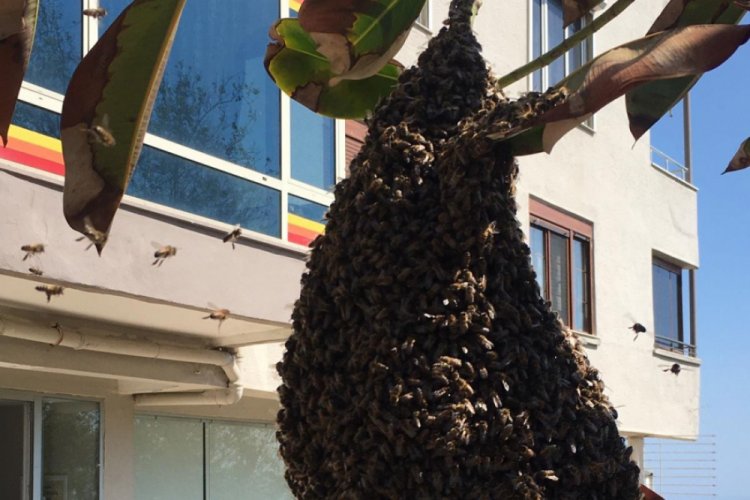 Parka kovan yapan arılar, panik yarattı
