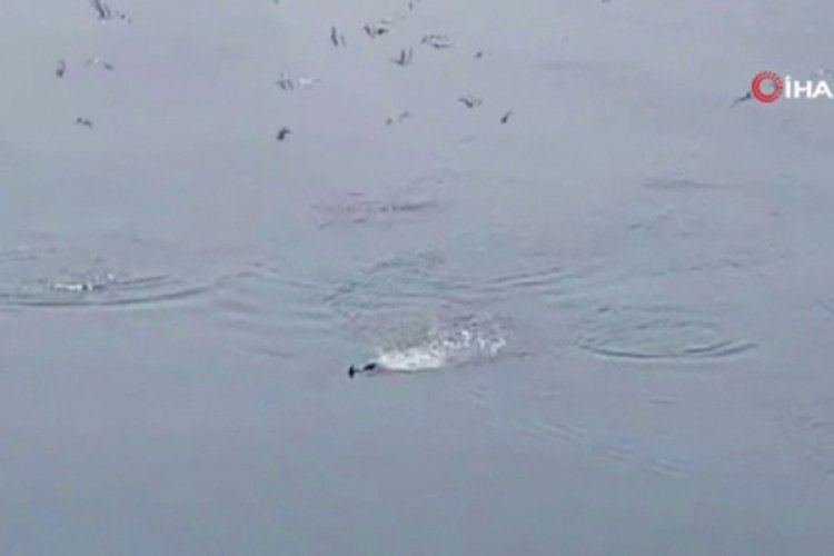 Moda sahili sokağa &ccedil;ıkma yasağından sonra yunuslara kaldı