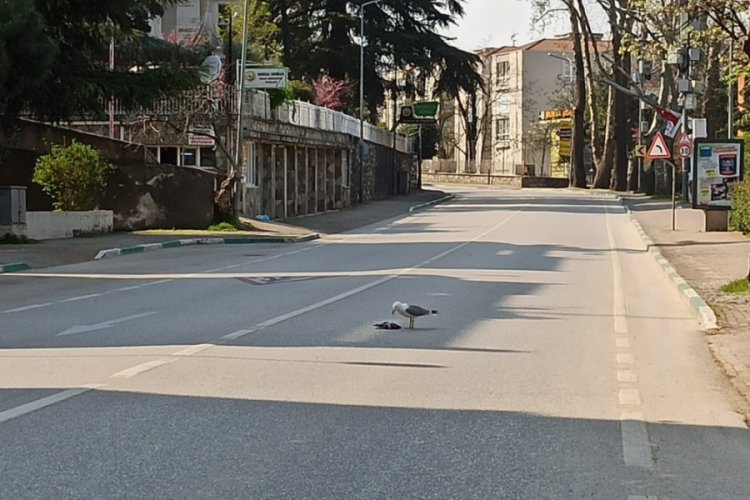 Bursa'da caddeler martılara kaldı
