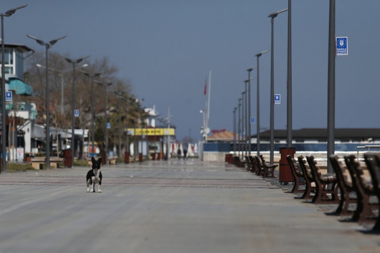 Bursalıların akın ettiği sahiller kedi, k&ouml;pek ve g&uuml;vercinlere kaldı