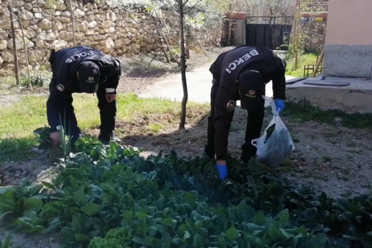 Yaşlı adamın isteğini kırmayan polis ıspanak topladı