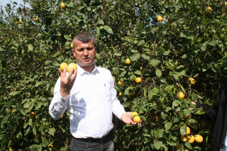 Limon &uuml;reticileri, ihracatın başlamasını istiyor