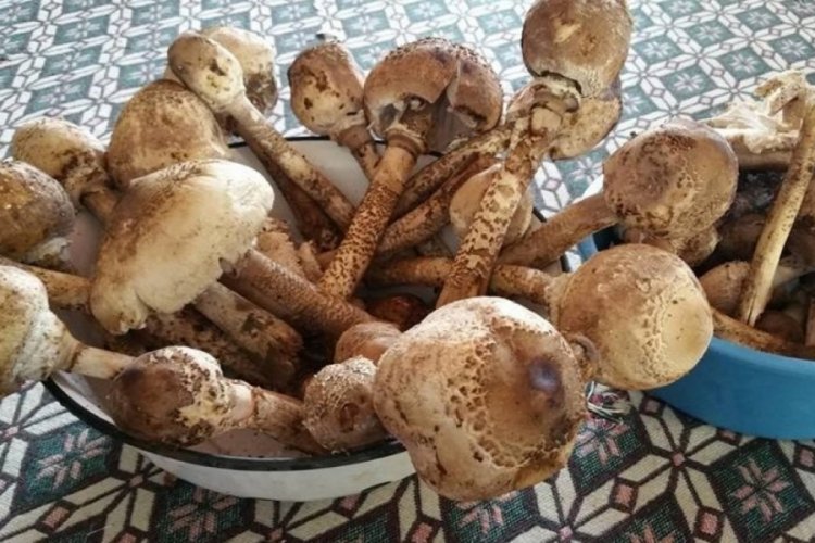 Mantar sezonu başladı
