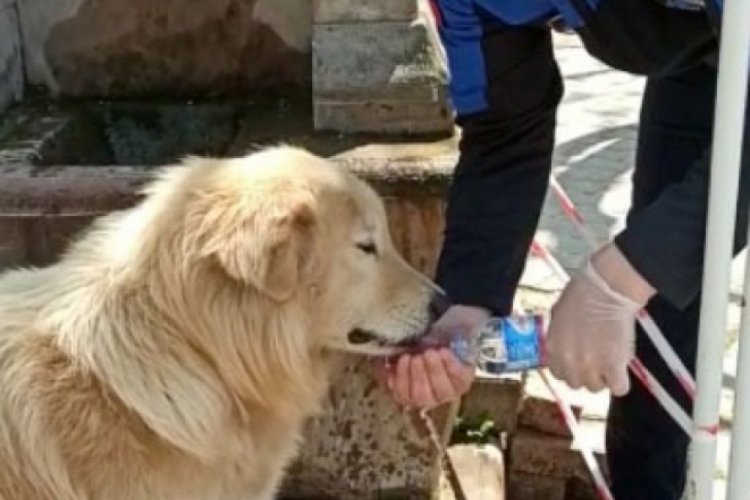 Bursa'da zabıta, sokaktaki k&ouml;peğe eliyle su i&ccedil;irdi