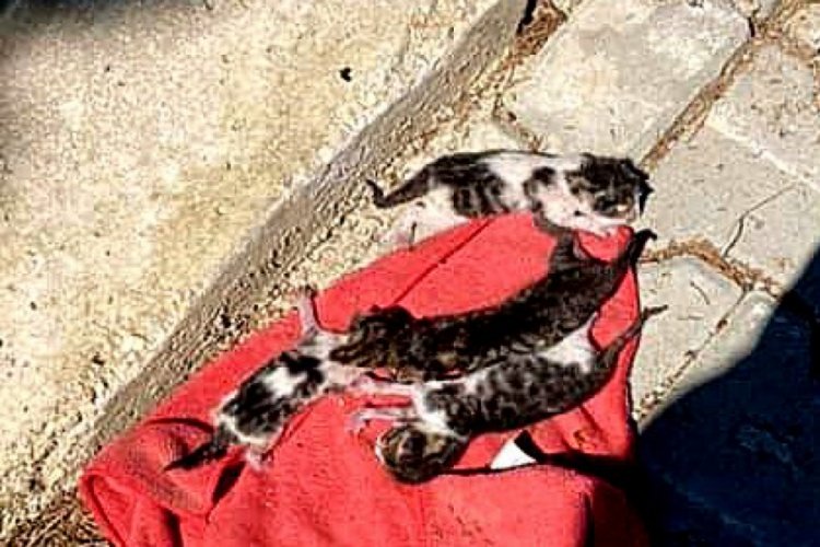 &Ccedil;&ouml;pe atılan kedi yavruları kurtarıldı