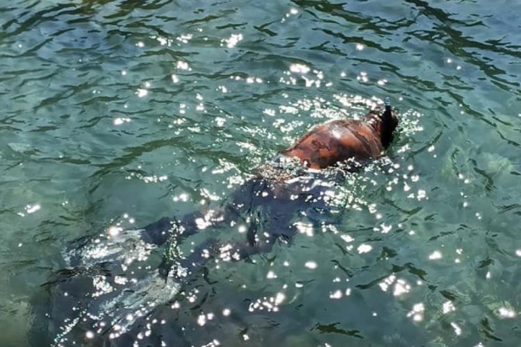 Soğuk hava ve koronaya aldırış etmeden denize girdi