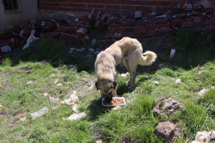 Elazığ'da k&ouml;ylerdeki sokak hayvanları unutulmadı