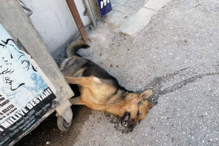 Zehirlenen k&ouml;pek telef oldu, tepkiler b&uuml;y&uuml;d&uuml;