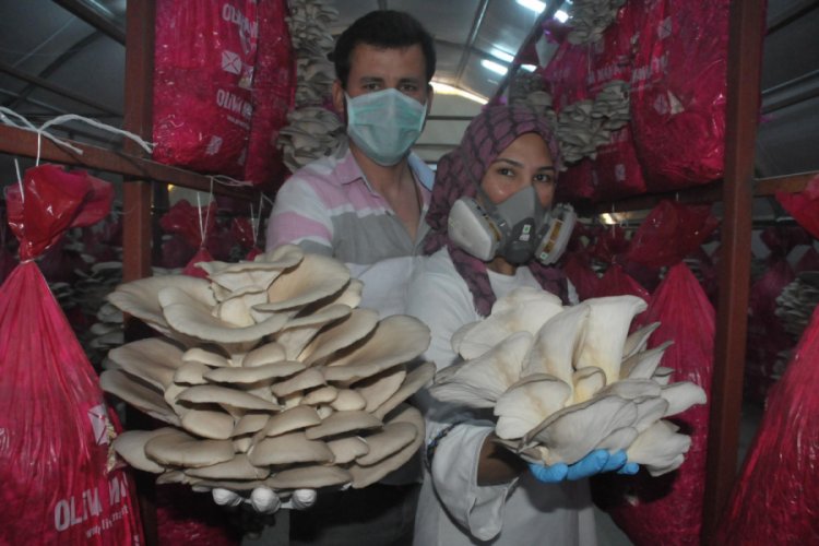 İstiridye mantarı, gen&ccedil; &ccedil;iftin ge&ccedil;im kaynağı oldu