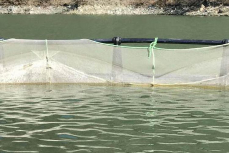 Alabalık tesisinden 300 kg balık &ccedil;aldılar