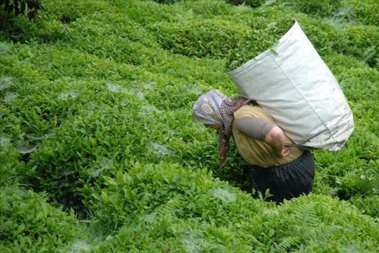 Yaş &ccedil;ay &uuml;reticileri 30 Nisan'a kadar Rize'ye gelebilecek