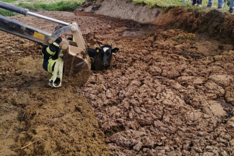 Tezek birikintisinden &ccedil;ıkamayan inek kurtarıldı