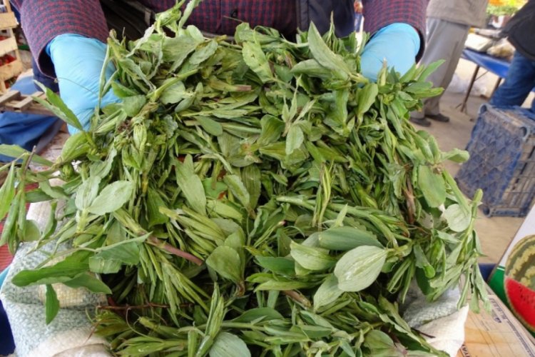 Doğal antibiyotik madımak otu tezgahlardaki yerini aldı