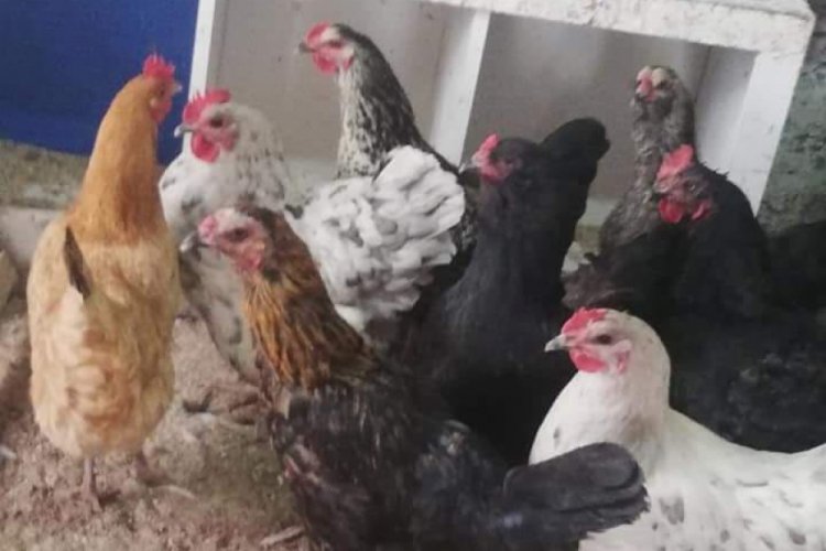 &Ccedil;aldığı tavukları internetten satışa &ccedil;ıkarınca yakalandı